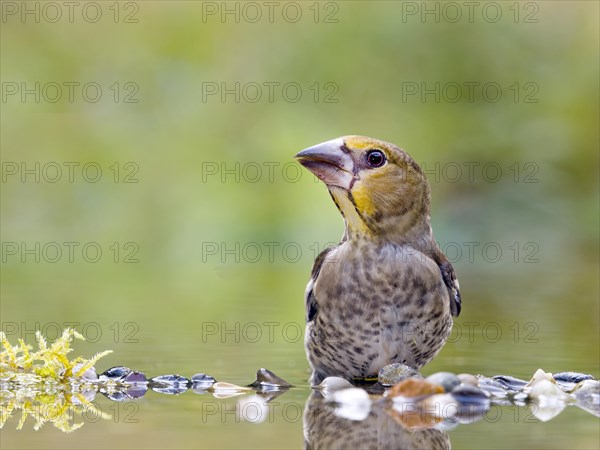 Hawfinch