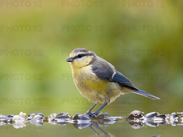 Blue tit