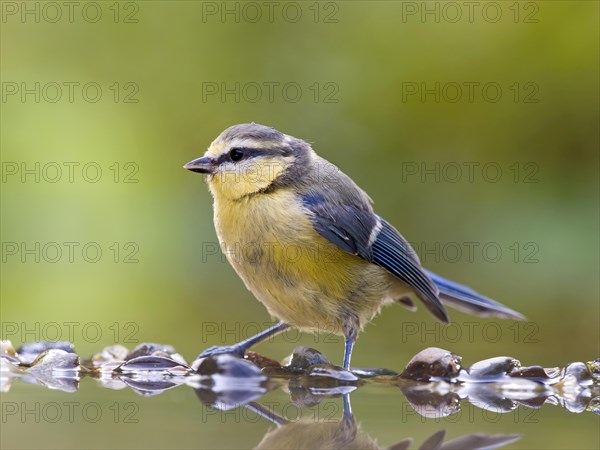 Blue tit