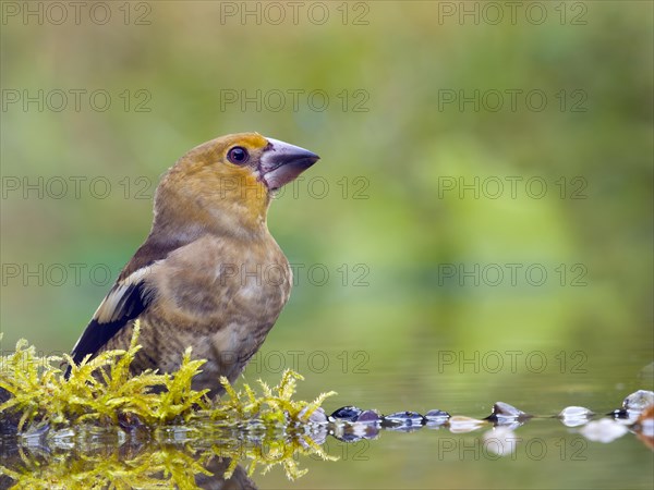 Hawfinch