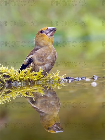 Hawfinch