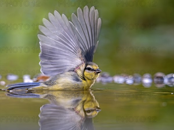 Blue tit