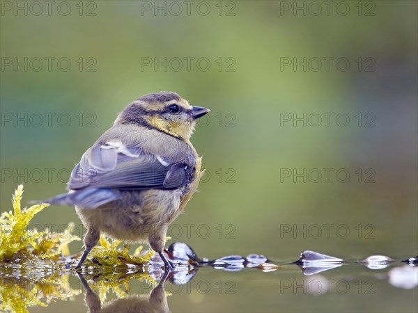 Blue tit