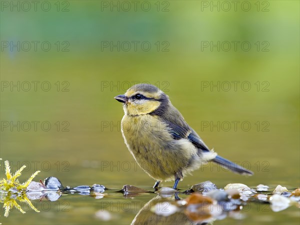 Blue tit