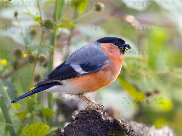 Eurasian bullfinch