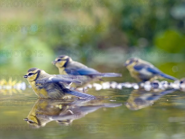 Blue tits