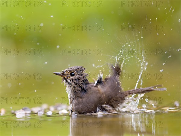 Spotted flycatcher