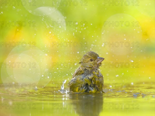 European greenfinch