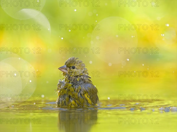 European greenfinch