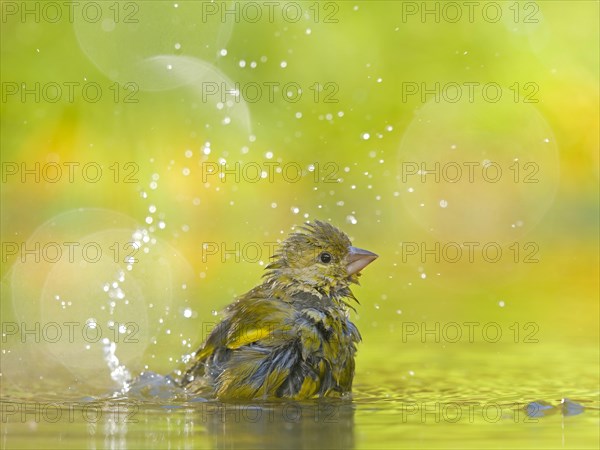 European greenfinch