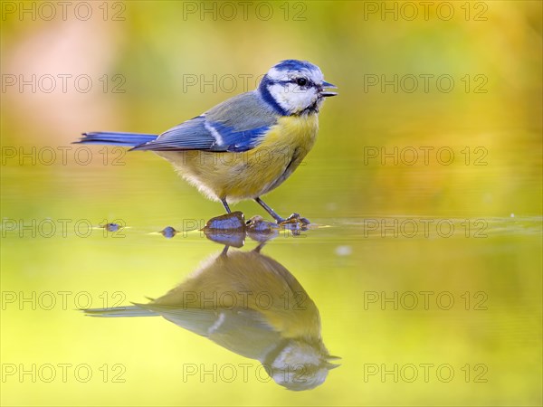 Blue Tit