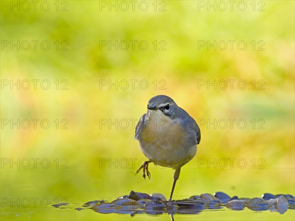 Grey Wagtail