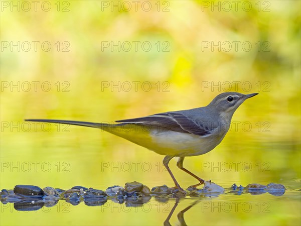 Grey Wagtail