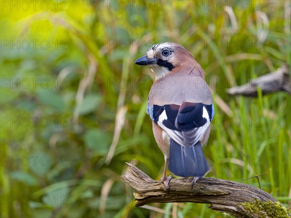 Eurasian jay