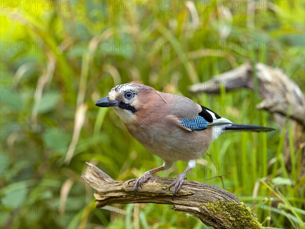 Eurasian jay