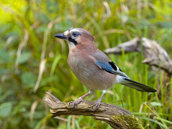 Eurasian jay