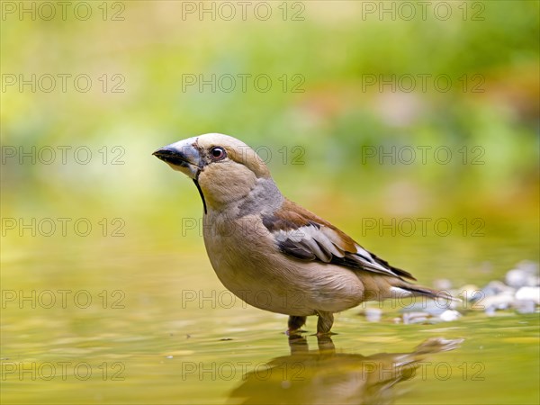 Hawfinch