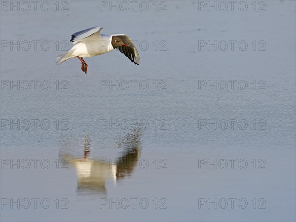 Black-headed Black-headed Gull