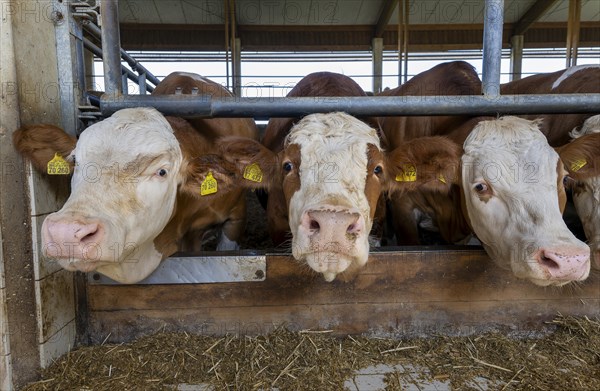 Dairy cows standing in a loose housing in Kempfing