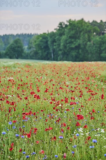 Colorful field with blooming common poppy