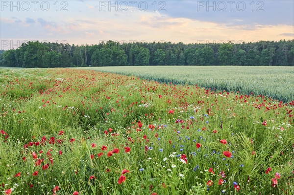 Colorful field with blooming common poppy