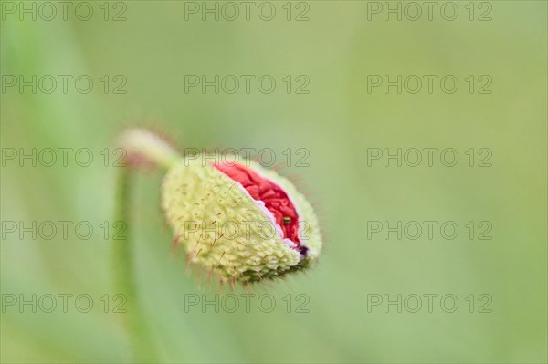 Common poppy