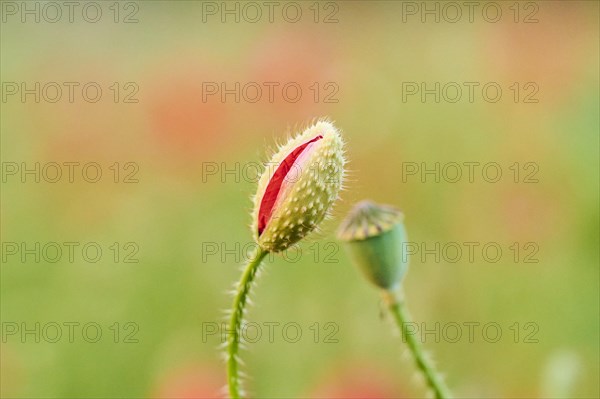 Common poppy