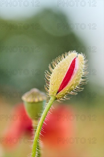 Common poppy