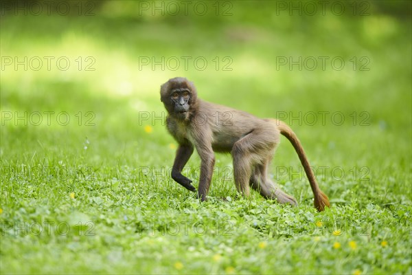 Gelada