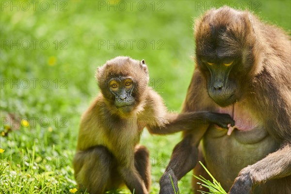 Gelada