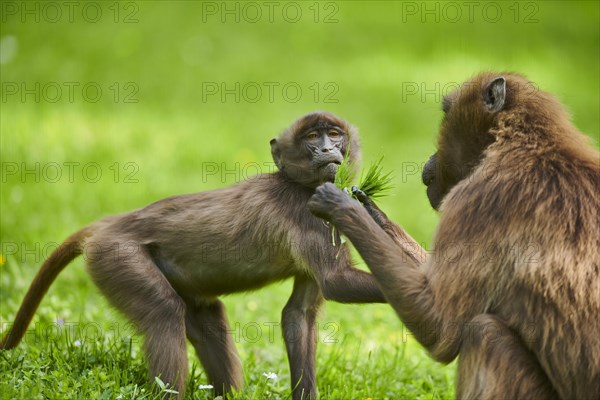 Gelada