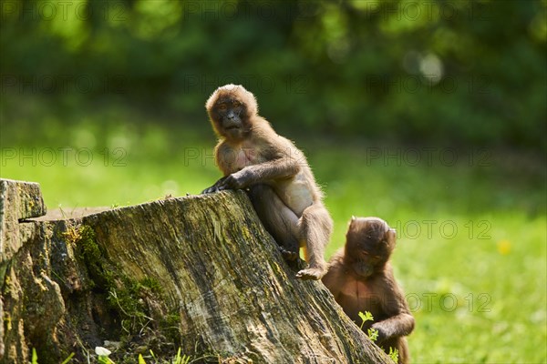 Gelada