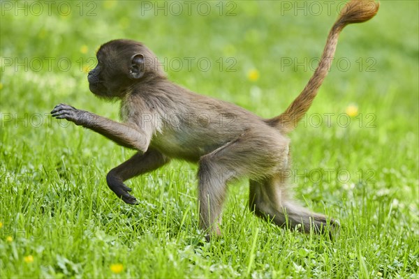 Gelada