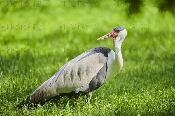 Wattled crane