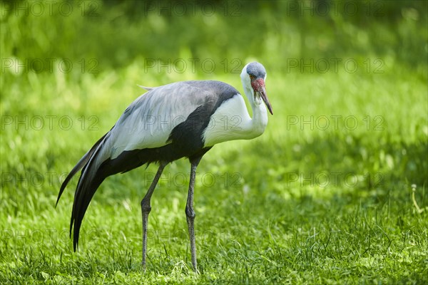 Wattled crane