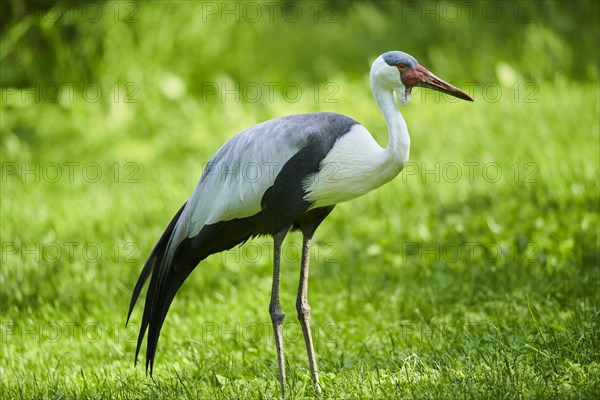 Wattled crane