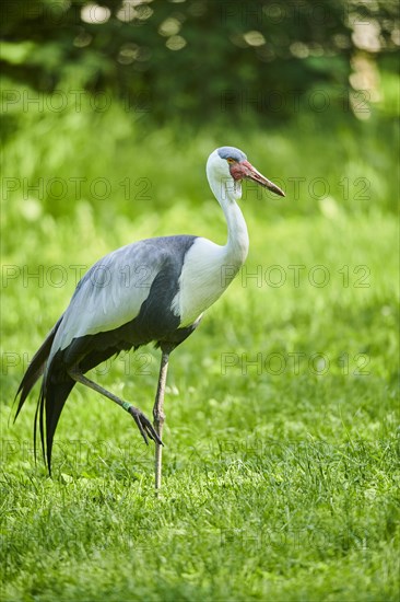 Wattled crane