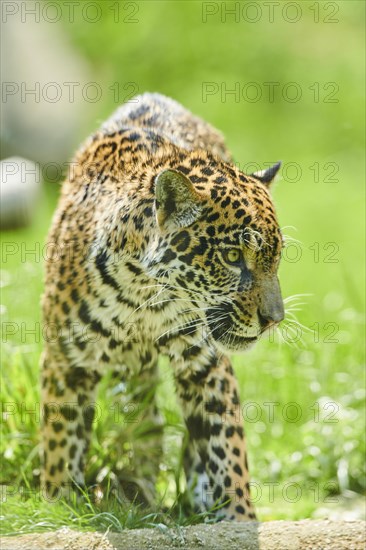 Jaguar