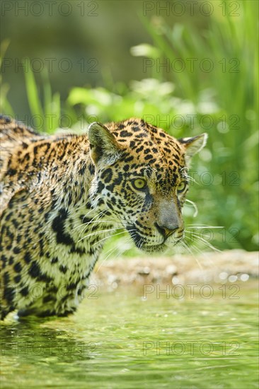 Jaguar