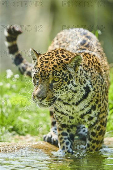 Jaguar