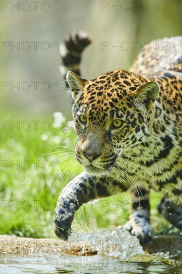 Jaguar