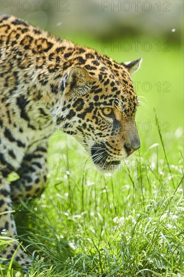 Jaguar