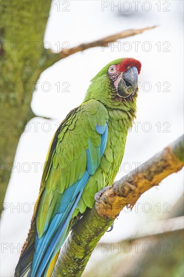 Military macaw