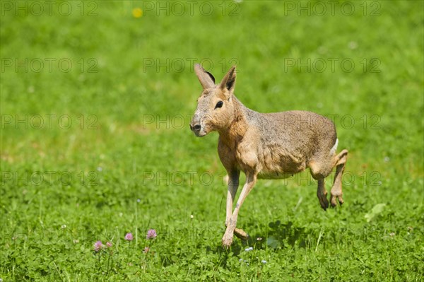 Patagonian mara