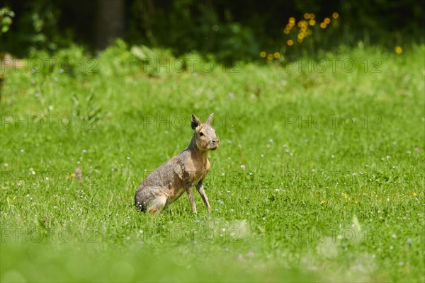 Patagonian mara