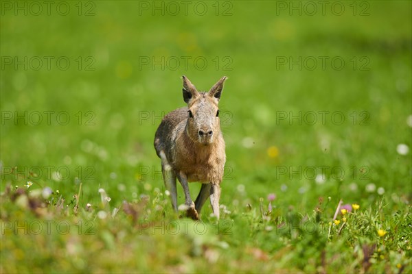 Patagonian mara