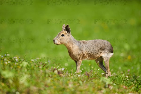 Patagonian mara