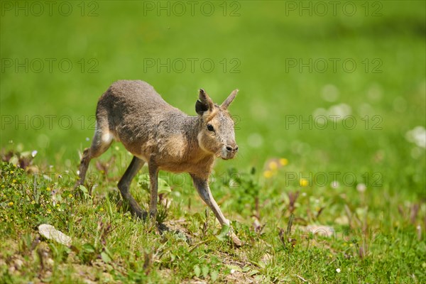 Patagonian mara