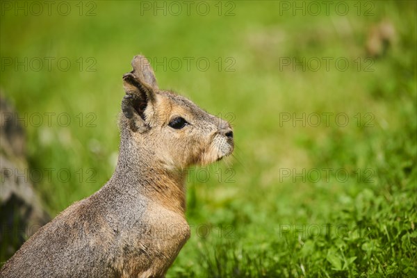 Patagonian mara