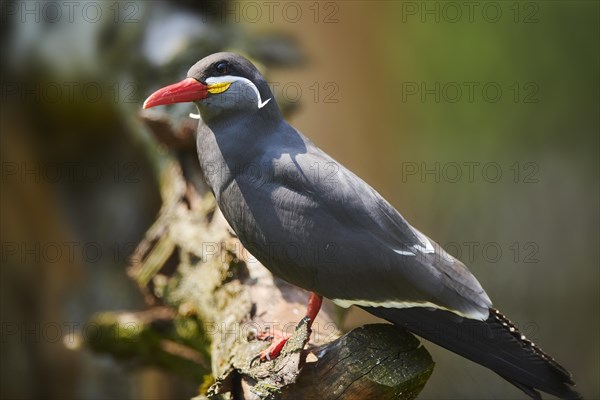 Inca tern